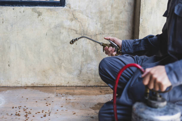 Best Rat Extermination Near Me  in Newton, MS